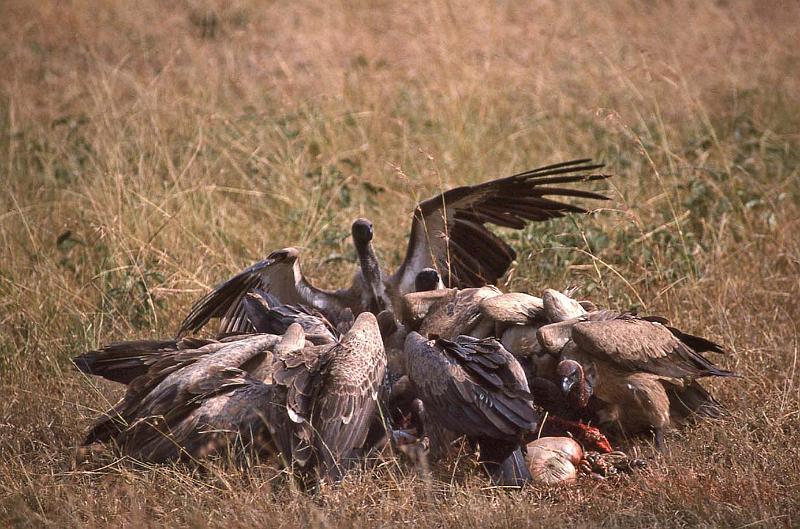 WT 1400 201-17 Kenya.jpg